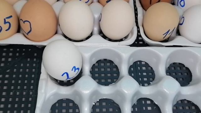 19-й день инкубации,что нужно сделать?! смотреть онлайн