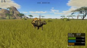 Female cape buffalo is hunted by lion pride ROBLOX Wild Savannah