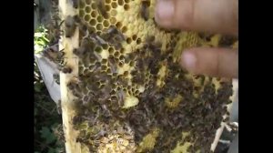 июль на пасеке - подсадка матки сразу после удаления старой матки