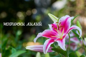 Новинки лилий