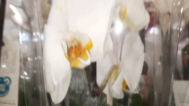 ОРХИДЕИ В ОБИ.МНОГО УЦЕНКИ//09.01.24// смотреть онлайн