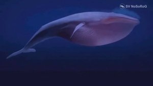 Голубой кит