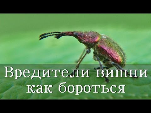 ВРЕДИТЕЛИ ВИШНИ / чем обработать вишню от вредителей?