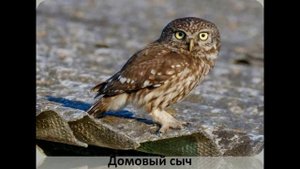 Π‘ΠΎΠ²Ρ Π½Π° ΠΏΡΠΈΡΠΎΠ΄Π½ΡΡ
 ΡΠ΅ΡΡΠΈΡΠΎΡΠΈΡΡ
 ΠΠΎΡΠΊΠ²Ρ