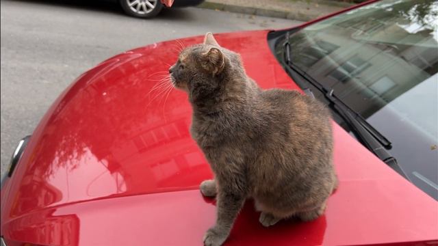 Cute Cat Bites And Lick Me! ( Petting and Feeding Cat ) #talkingcat смотреть онлайн