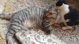 Кошки ласкаются