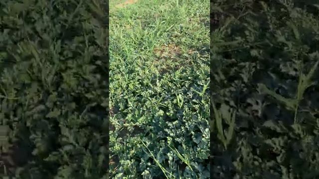 Арбузы Топ Мара, Осман, Мулат, Сангаи 17.06.22 смотреть онлайн