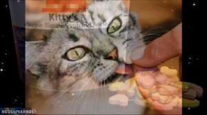 Какие Витамины Нужны Кошке? И Какие Витамины Следует Давать Кошке? ¤ НЕОБЫЧАЙНОЕ