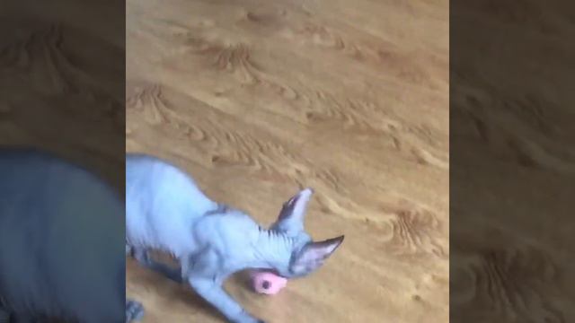 Донские Сфинксы любят мячики!#донскиесфинксы#котятасфинксы#sphynx#kittensphynx#кошачийфутбол