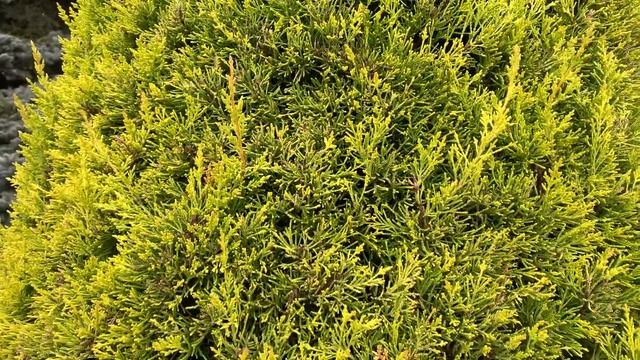 Cupressus macrocarpa 'Donard Gold' Golden Monterey Cypress. April 2, 2020 смотреть онлайн