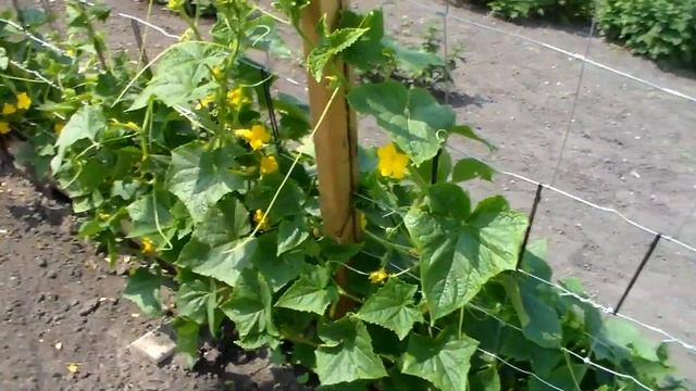 Прореживание малины! Канада смотреть онлайн