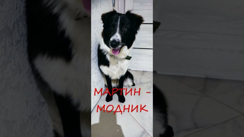 Мартин модник Милота! пес В ЧУЛКАХ  Мартин СМЕШНЫЕ СОБАКИ