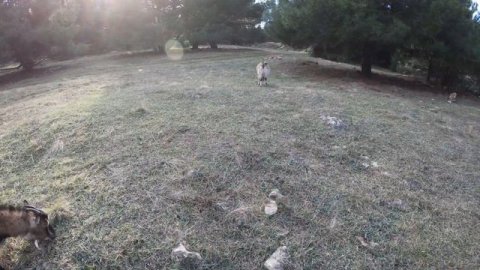 Козлиная история