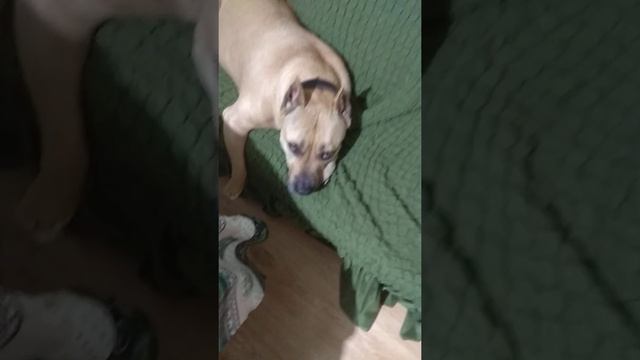 Приятное слово для собаки!!! Руфочка стаффордширский терьер. смотреть онлайн