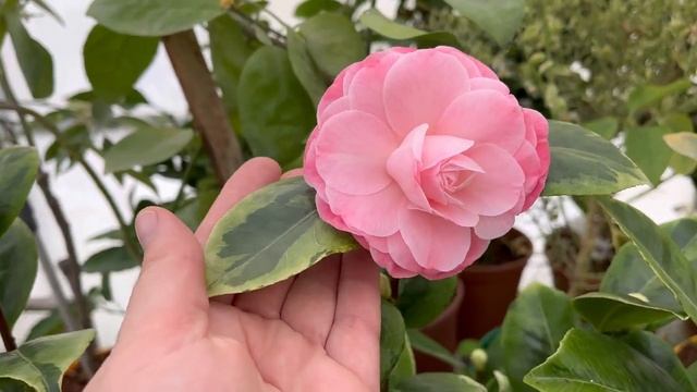 Камелия вариегатная Дазлинг Пинк / Camellia Dazzling Pink ?