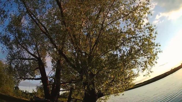 Сазан, пойман на закидушку (5кг) смотреть онлайн