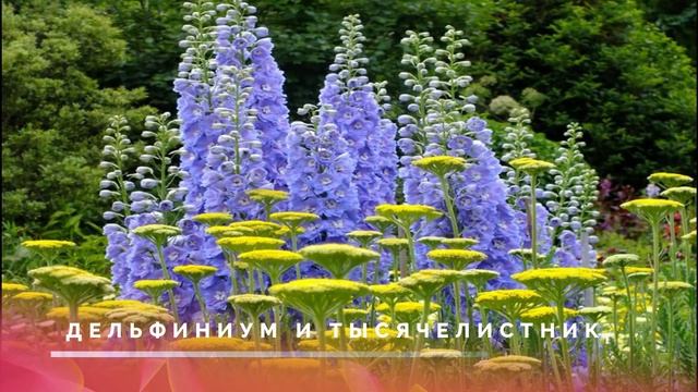 ПОСАДИТЕ ИХ РЯДОМ! КРАСИВОЕ СОЧЕТАНИЕ ЦВЕТОВ НА КЛУМБЕ.