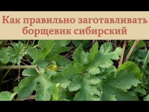 Как правильно заготавливать борщевик сибирский