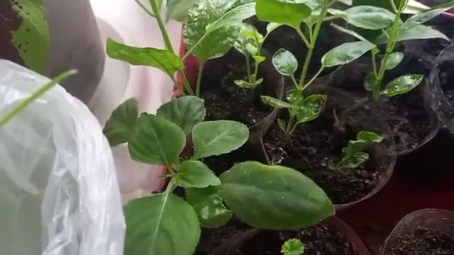 Обзор черенков домашних ростений, и не только! смотреть онлайн