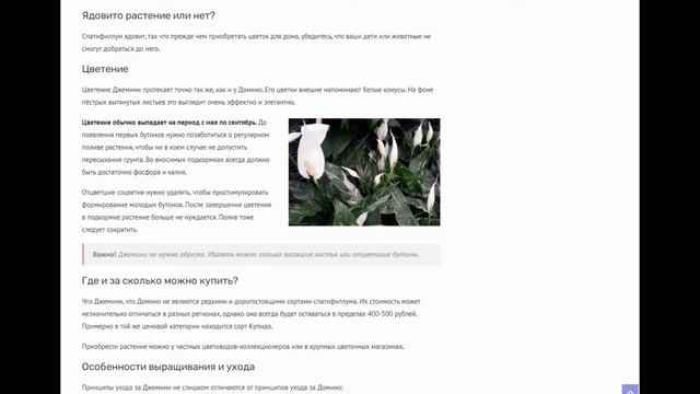 Спатифиллум Джемини: обзор сорта, разница с Домино, отличия от других разновидностей и правила уход