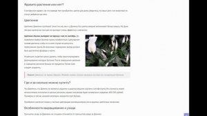 Спатифиллум Джемини: обзор сорта, разница с Домино, отличия от других разновидностей и правила уход
