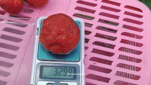 КЛУБНИКА СЕНСАЦИЯ  ДАЖЕ  К КОНЦУ ПЛОДОНОШЕНИЯ НЕ ПЕРЕСТАЕТ  ВПЕЧАТЛЯТЬ  И УДИВЛЯТЬ