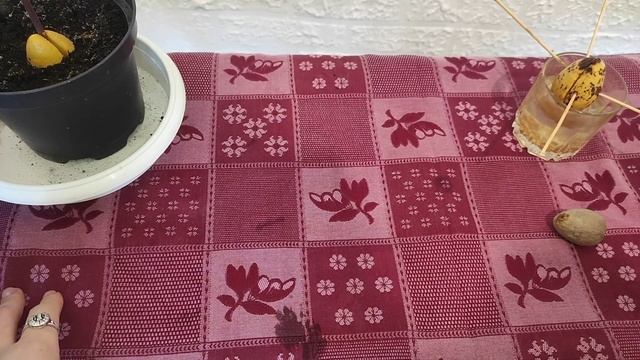 Авокадо из косточки. 3-я часть Неприхотливый сад смотреть онлайн