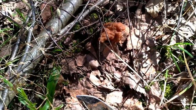 Первые весенние грибы строчки и саркосцифы в Подмосковном лесу 2021. смотреть онлайн