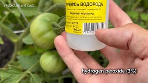 Перекись Водорода Спасет Томаты от Всех Болезней!