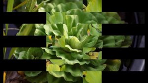 ТЕЛОРЕЗ  (STRATIOTES)  сем. Водокрасовые