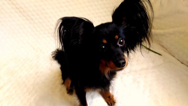 Собаки-ушастики: порода Русский той терьер длинношерстный смотреть онлайн