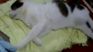 Кот во сне бежит