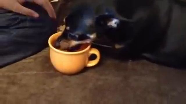 Той-Терьер ругается смотреть онлайн