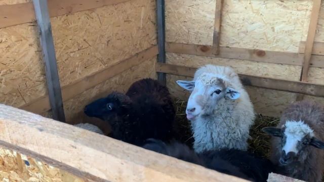 #37 Ставим столбы для забора. Купили линолеум в кухню смотреть онлайн