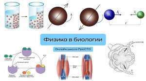 Физика в биологии | Курсы к ЕГЭ по биологии ПроСТО | Биология ЕГЭ 2024