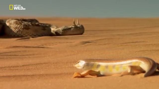 Дикий Египет / Wild Egypt (2015)