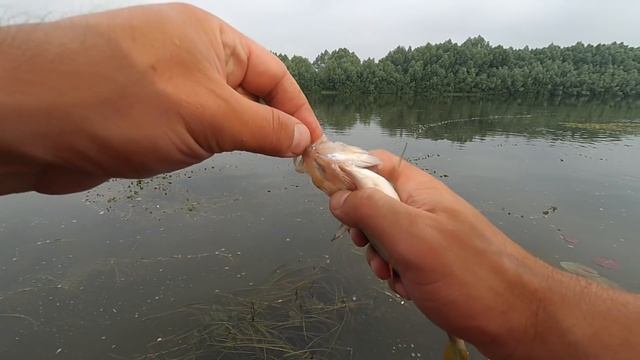 Ловля ОКУНЯ на ОТВОДНОЙ! Рыбалка на Оке! смотреть онлайн