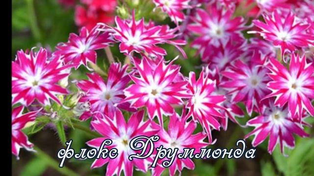 Ароматные цветы для сада и цветника!