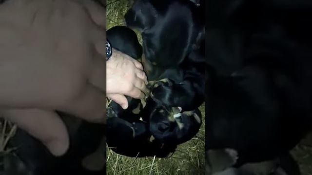 Doberman zenka sa mladuncima смотреть онлайн