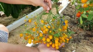 Ильди томат - урожайный желтый черри - лучшие сорта томатов 2021