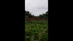 осенняя вспашка поля плугом, мотоблок фаворит