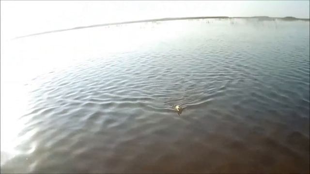Щука в Июле 2017. Рыба мечты :)  Лиманы Приазовья.
