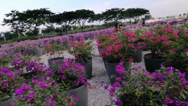 Bougainvillea: Colouring Our Streets - National Parks Board Singapore|@Akikuhkuh смотреть онлайн