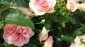 Начало массового цветения саженцев !!!! Красатульки!!!👍👍👍👍👍🌹🌹🌹🌹🌹Роза Джэт Сэт на первом плане.