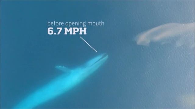 Как питается синий кит смотреть онлайн