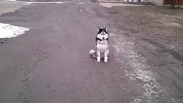 Дрессировка собак.Хаски смотреть онлайн