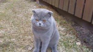 Кот разговаривает и ругается с хозяйкой / видео про кошек, котов, котят.