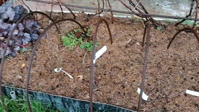 Хвойный опад - мульча под розы 24.10.2022
