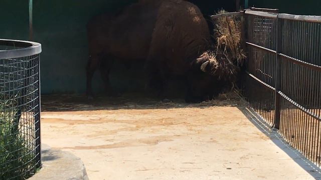 Мощные красавцы бизоны в Тайгане! Powerful handsome bison in Taigan! смотреть онлайн