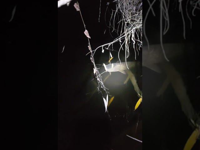 Ночная Рыбалка в Дагестане